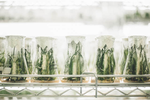 plants_grown_in_lab